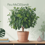 Ficus maclellandii salon moderne feuillage élégant