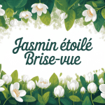 jasmin étoilé brise-vue sur clôture avec feuillage persistant et fleurs blanches