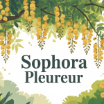 Sophora pleureur branches retombantes fleurs jaunes jardin