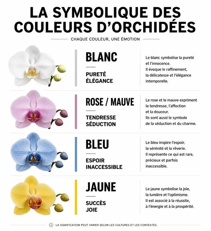 Infographie sur la symbolique des couleurs d'orchidées pour offrir la bonne fleur selon l'occasion