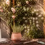 support plante grimpante mural terrasse