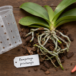 Quand rempoter une orchidée : rempotage après floraison, racines visibles